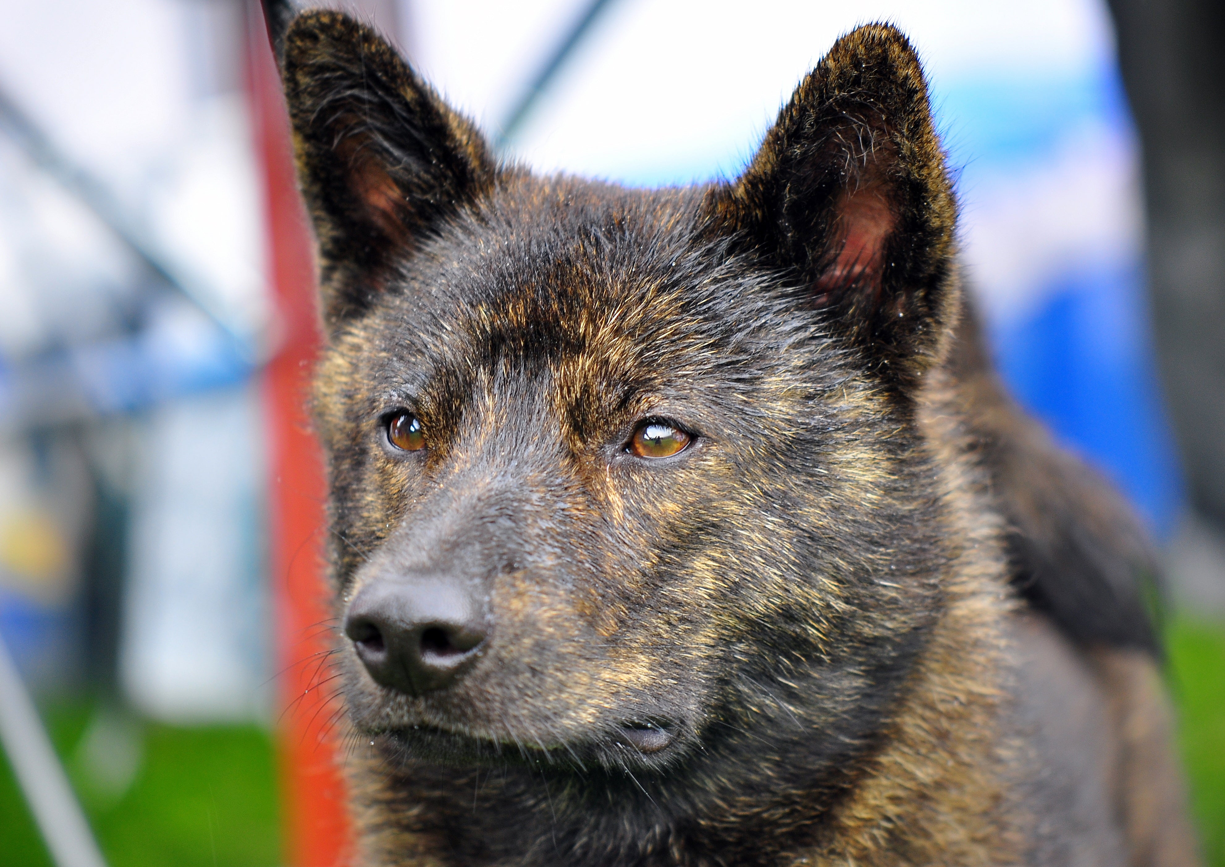 Kai Ken Dog Breed & Adoption Info | Petfinder